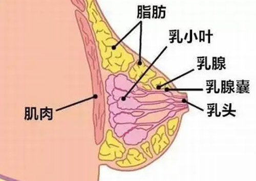 胸部构造图片