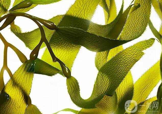 腰腹抽脂后吃什么利于修复 哪些食物比较适合呢？ 