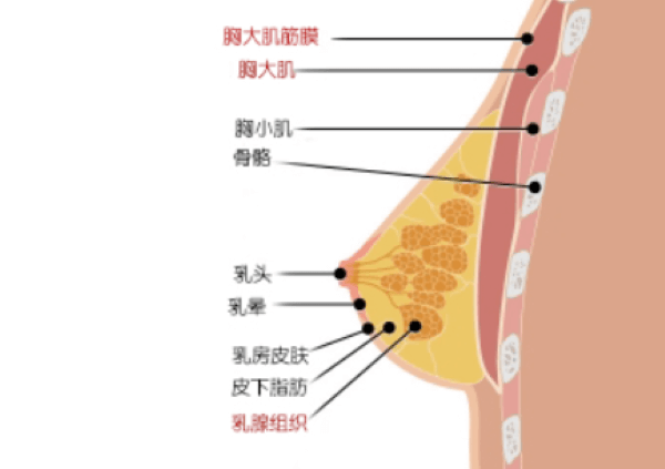 胸部结构