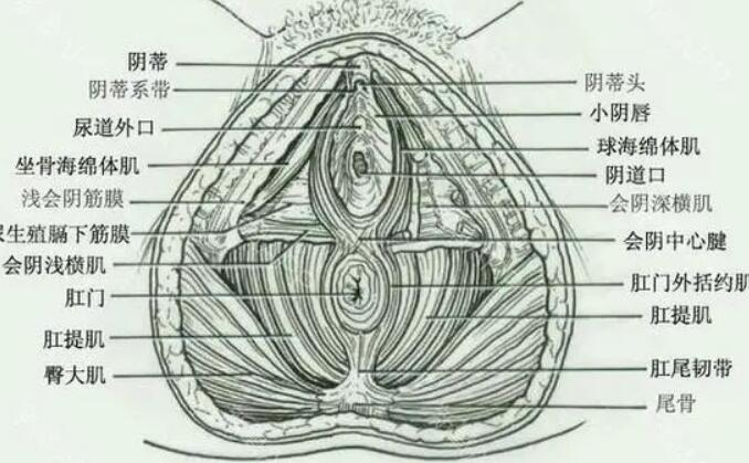 大阴唇动漫02.jpg