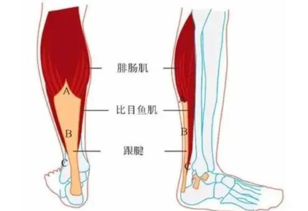 小腿神经阻断.jpg