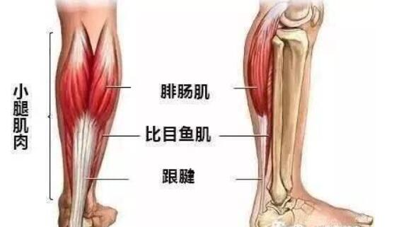 小腿神经阻断01.jpg