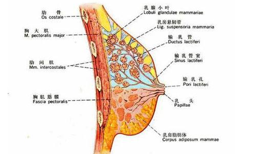 广州懿美秀医疗美容医院地址在哪?医生技术测评-项目科普